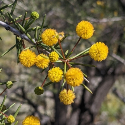 Acacia tetragonophylla (Dead Finish, Kurara) at Silverton, NSW - 2 Sep 2022 by Darcy