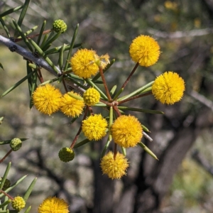 Acacia tetragonophylla (Dead Finish) at Silverton, NSW by Darcy