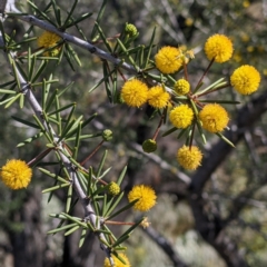 Acacia tetragonophylla at Silverton, NSW - 2 Sep 2022 10:32 AM