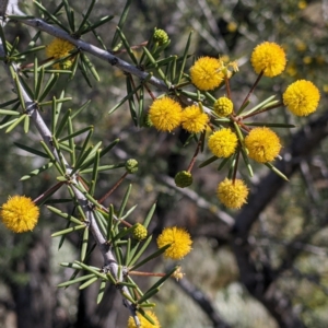 Acacia tetragonophylla at Silverton, NSW - 2 Sep 2022