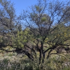 Acacia tetragonophylla at Silverton, NSW - 2 Sep 2022