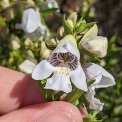 Prostanthera striatiflora (Jockey's Cap, Striped Mint Bush) at Silverton, NSW - 2 Sep 2022 by Darcy