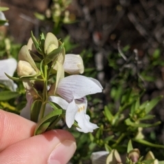 Prostanthera striatiflora at Silverton, NSW - 2 Sep 2022