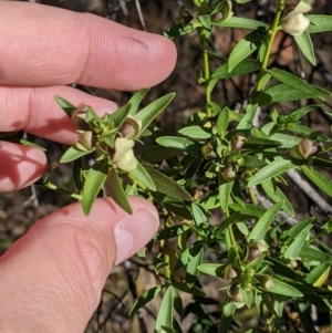Prostanthera striatiflora at Silverton, NSW - 2 Sep 2022