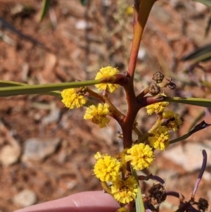 Acacia notabilis (Stiff Golden Wattle) at Silverton, NSW by Darcy