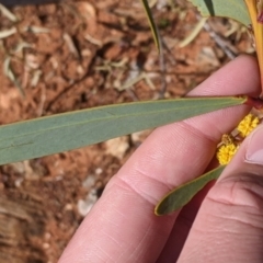 Acacia notabilis at Silverton, NSW - 2 Sep 2022 11:00 AM