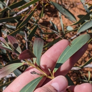 Acacia notabilis at Silverton, NSW - 2 Sep 2022 11:00 AM