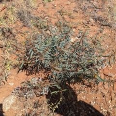 Acacia notabilis at Silverton, NSW - 2 Sep 2022 11:00 AM