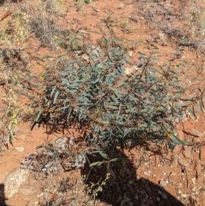 Acacia notabilis at Silverton, NSW - 2 Sep 2022