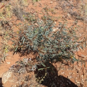 Acacia notabilis at Silverton, NSW - 2 Sep 2022 11:00 AM