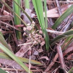 Lomandra multiflora (Many-flowered Matrush) at Weetangera, ACT - 6 Sep 2022 by sangio7