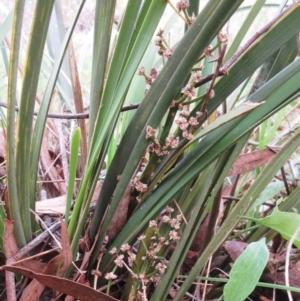 Lomandra multiflora at Weetangera, ACT - 6 Sep 2022