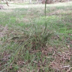 Lomandra multiflora at Weetangera, ACT - 6 Sep 2022