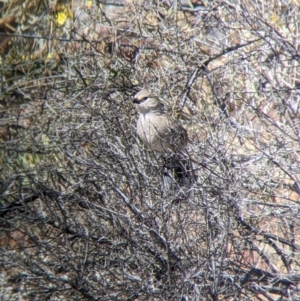 Psophodes cristatus at Silverton, NSW - 2 Sep 2022 11:04 AM