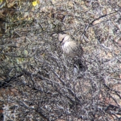 Psophodes cristatus at Silverton, NSW - 2 Sep 2022 11:04 AM