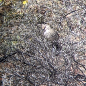 Psophodes cristatus at Silverton, NSW - 2 Sep 2022 11:04 AM