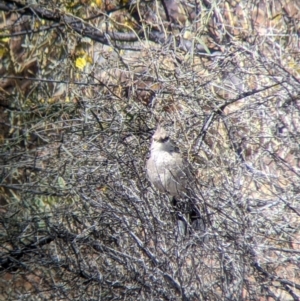 Psophodes cristatus at Silverton, NSW - 2 Sep 2022 11:04 AM