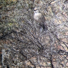 Psophodes cristatus at Silverton, NSW - 2 Sep 2022 11:04 AM