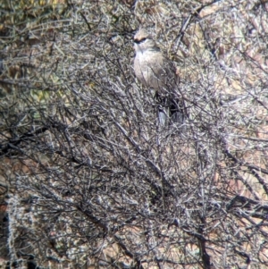 Psophodes cristatus at Silverton, NSW - 2 Sep 2022