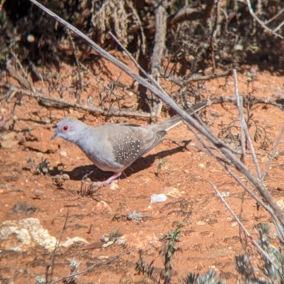 Geopelia cuneata (Diamond Dove) at Living Desert State Park - 2 Sep 2022 by Darcy