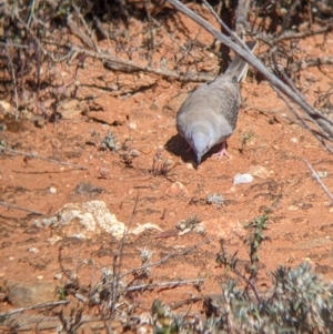 Geopelia cuneata at Silverton, NSW - 2 Sep 2022