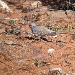 Geopelia cuneata at Silverton, NSW - 2 Sep 2022