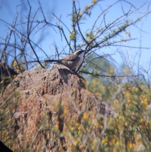 Pomatostomus superciliosus at Silverton, NSW - 2 Sep 2022 11:13 AM