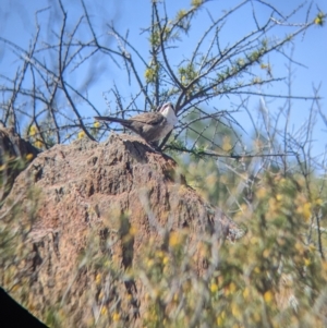 Pomatostomus superciliosus at Silverton, NSW - 2 Sep 2022