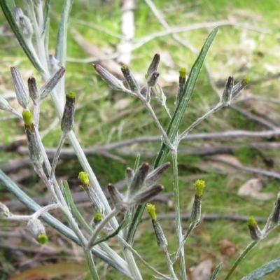 Senecio quadridentatus (Cotton Fireweed) at Hawker, ACT - 6 Sep 2022 by sangio7