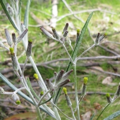 Senecio quadridentatus (Cotton Fireweed) at The Pinnacle - 6 Sep 2022 by sangio7