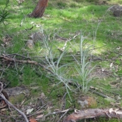 Senecio quadridentatus at Hawker, ACT - 6 Sep 2022