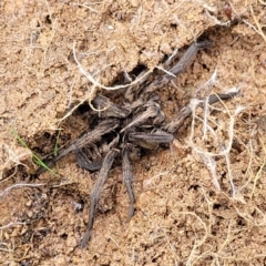 Tasmanicosa sp. (genus) (Unidentified Tasmanicosa wolf spider) at Kowen, ACT - 9 Sep 2022 by trevorpreston