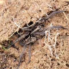 Tasmanicosa sp. (genus) at Kowen, ACT - 9 Sep 2022 12:51 PM