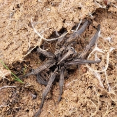 Tasmanicosa sp. (genus) at Kowen, ACT - 9 Sep 2022