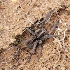 Tasmanicosa sp. (genus) at Kowen, ACT - 9 Sep 2022