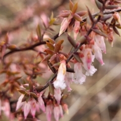 Styphelia fletcheri subsp. brevisepala (Twin Flower Beard-Heath) at Kowen, ACT - 9 Sep 2022 by trevorpreston