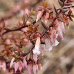 Styphelia fletcheri subsp. brevisepala (Twin Flower Beard-Heath) at Kowen Escarpment - 9 Sep 2022 by trevorpreston