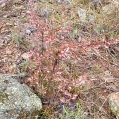 Styphelia fletcheri subsp. brevisepala at Kowen, ACT - 9 Sep 2022