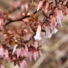 Styphelia fletcheri subsp. brevisepala at Kowen, ACT - 9 Sep 2022