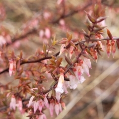 Styphelia fletcheri subsp. brevisepala at Kowen, ACT - 9 Sep 2022