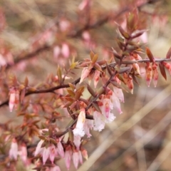 Styphelia fletcheri subsp. brevisepala at Kowen, ACT - 9 Sep 2022