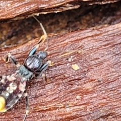 Peiratinae sp. (subfamily) (Assassin bug) at Kowen Escarpment - 9 Sep 2022 by trevorpreston