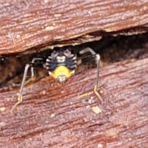 Peiratinae sp. (subfamily) at Kowen, ACT - 9 Sep 2022