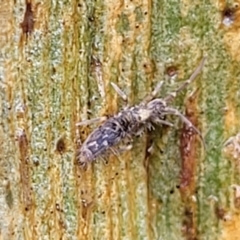 Collembola (class) (Springtail) at Kowen, ACT - 9 Sep 2022 by trevorpreston
