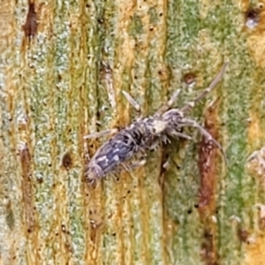 Collembola sp. (class) at Kowen, ACT - 9 Sep 2022 12:39 PM