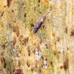 Collembola sp. (class) at Kowen, ACT - 9 Sep 2022 12:39 PM