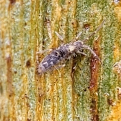 Collembola sp. (class) at Kowen, ACT - 9 Sep 2022