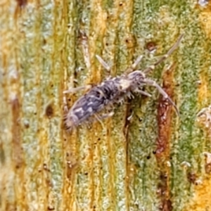 Collembola sp. (class) at Kowen, ACT - 9 Sep 2022