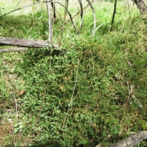 Einadia nutans at Hawker, ACT - 6 Sep 2022 11:52 AM