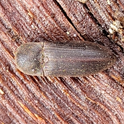 Agrypnus sp. (genus) (Rough click beetle) at Kowen Escarpment - 9 Sep 2022 by trevorpreston